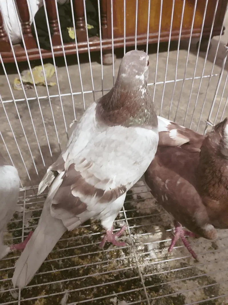 kasid kabutar — photo 3