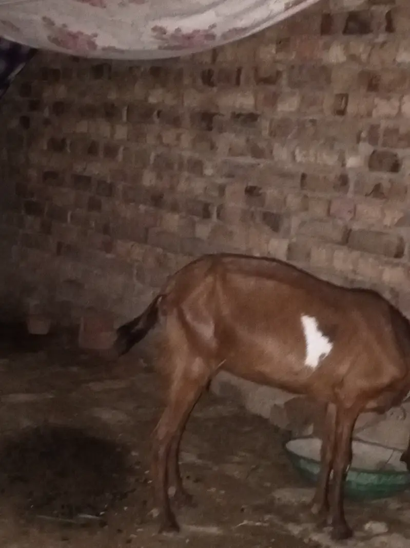 Goat for sale — photo 3