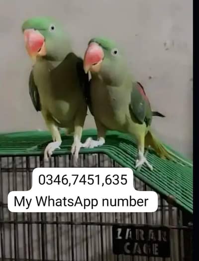 Kashmiri raw Chick Male and Female