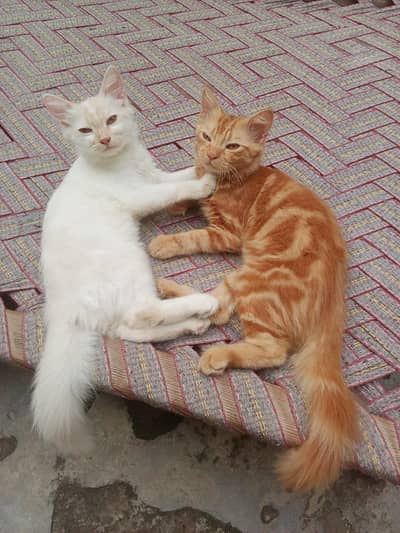 persion cat