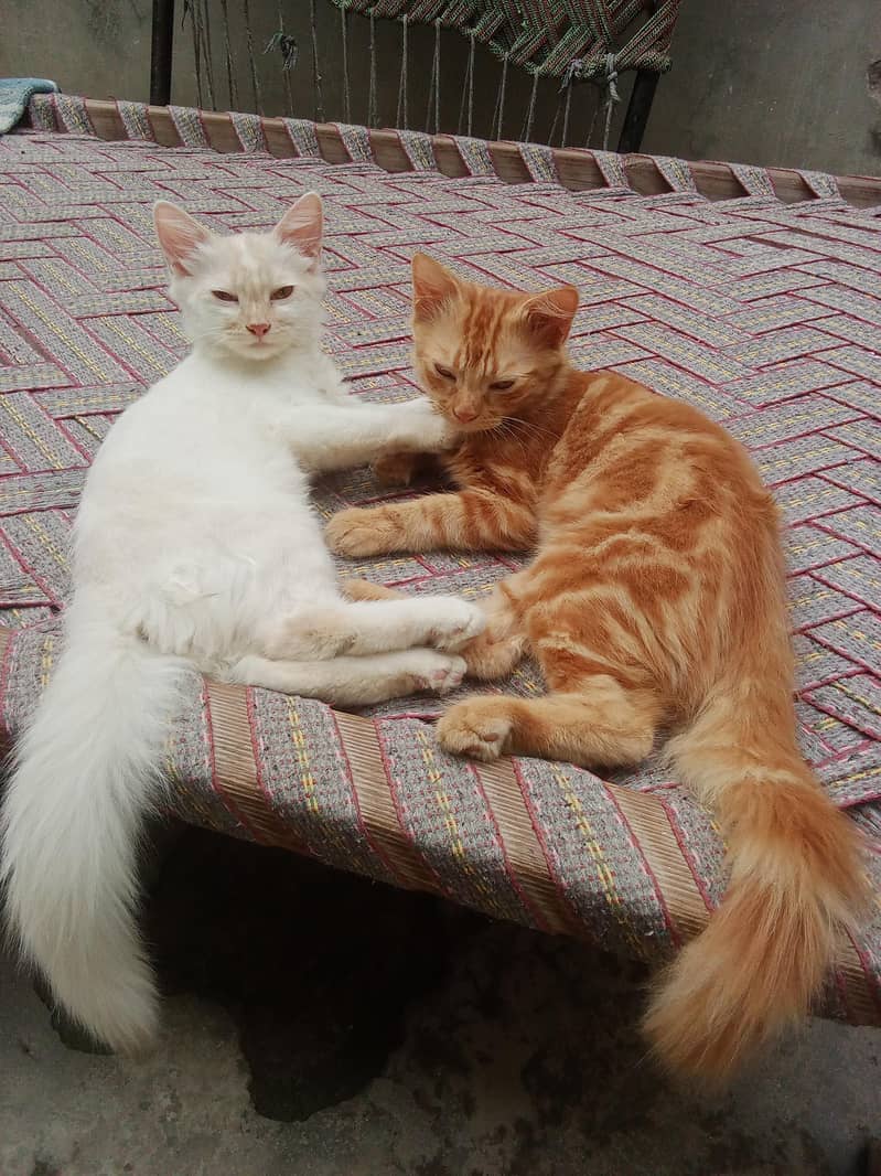 persion cat 1
