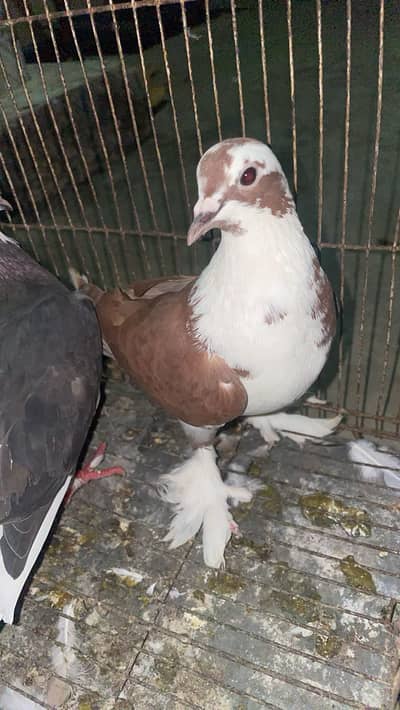 Fancy Pigeons Available