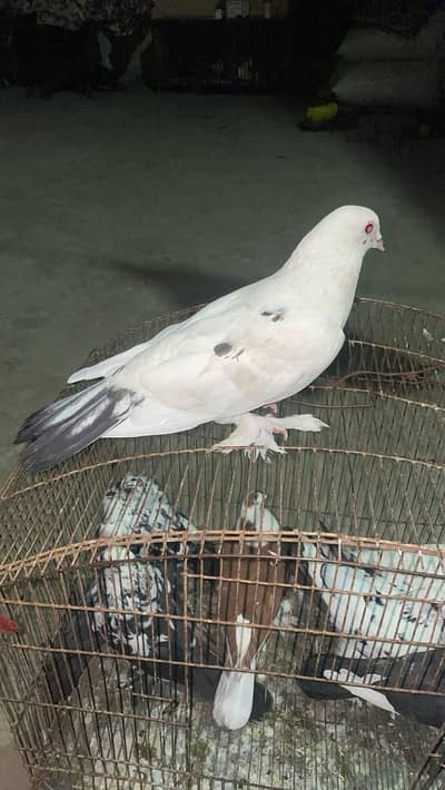 Fancy Pigeons Available
