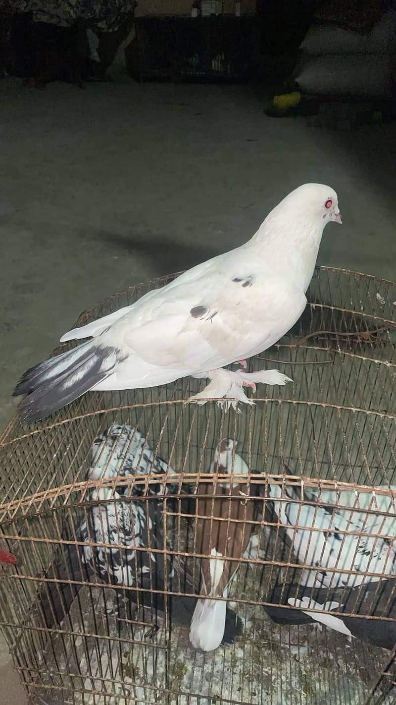 Fancy Pigeons Available 0