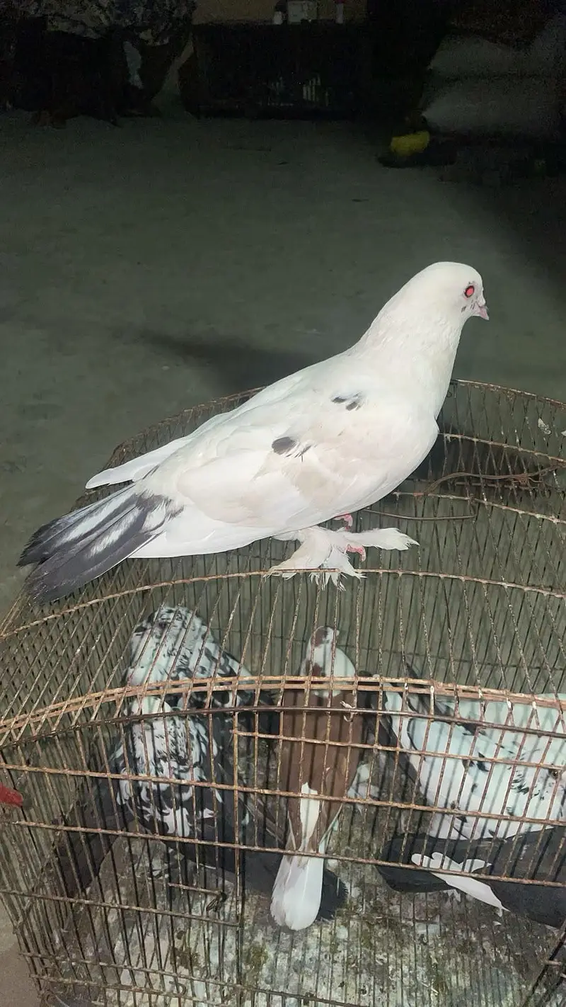 Fancy Pigeons Available — photo 2