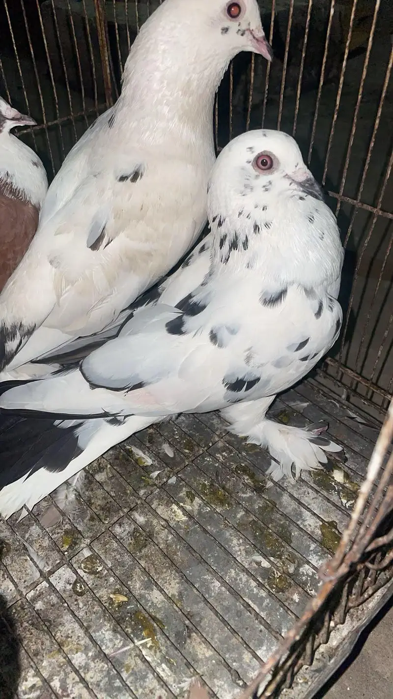 Fancy Pigeons Available — photo 3