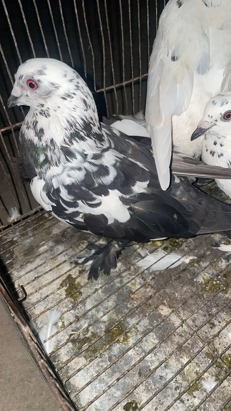 Fancy Pigeons Available — photo 4