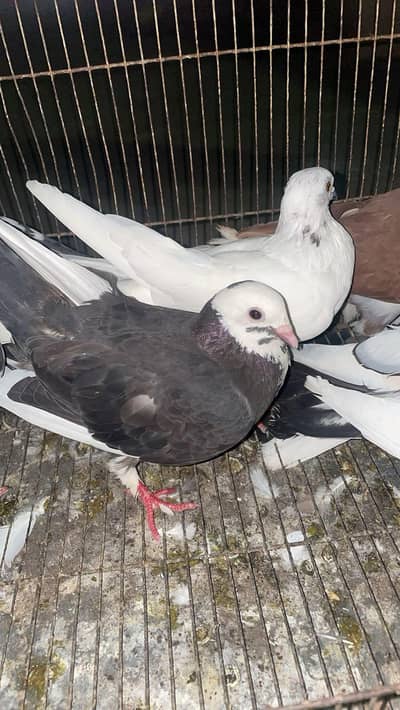 Fancy Pigeons Available