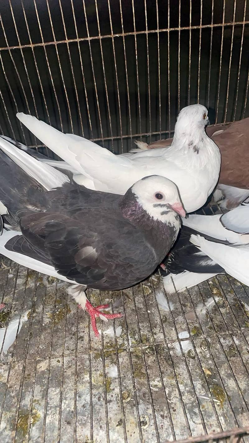 Fancy Pigeons Available 1