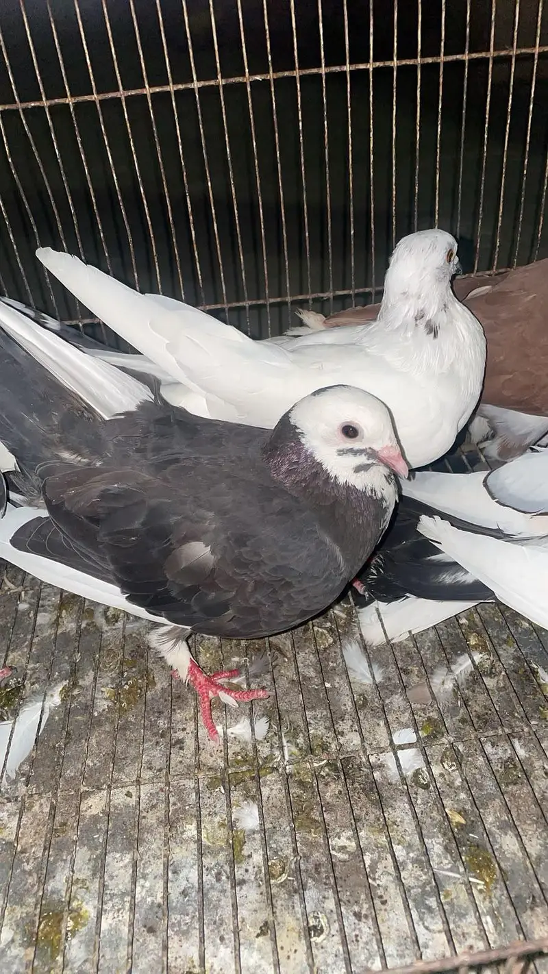 Fancy Pigeons Available — photo 5