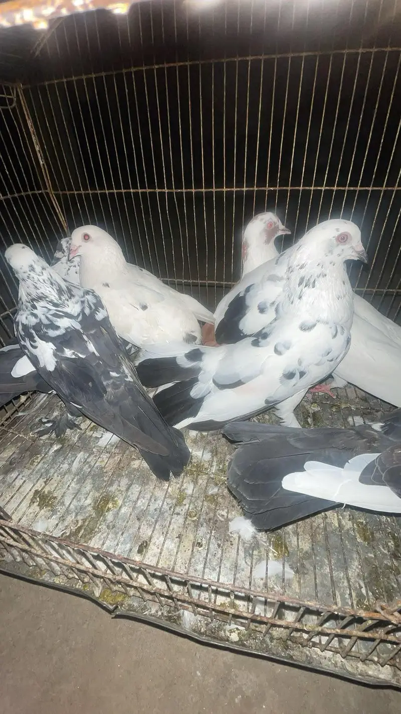 Fancy Pigeons Available — photo 6