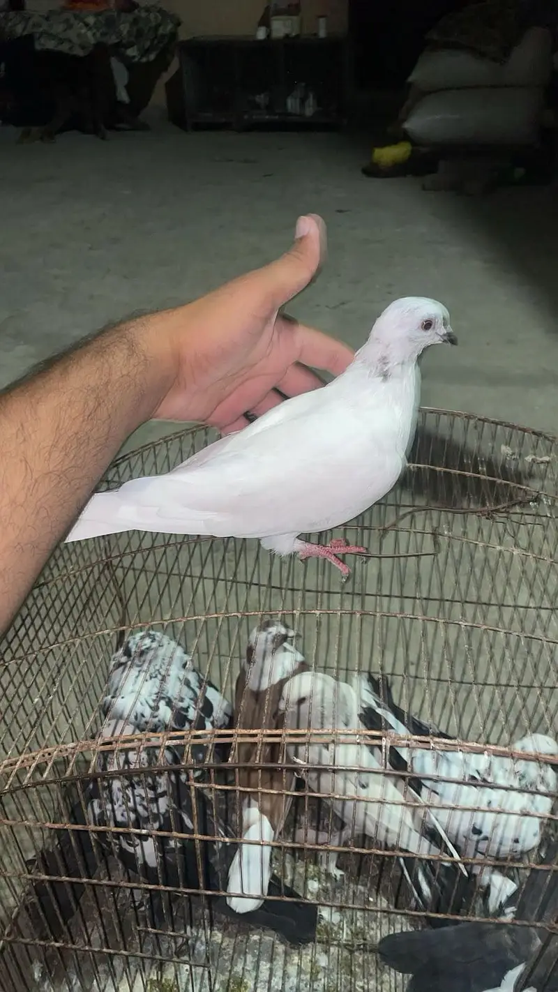 Fancy Pigeons Available — photo 7