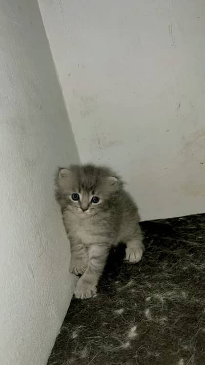 Cat 3 white female 1 grey male kitten baby