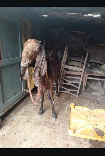 Nagri Bakri