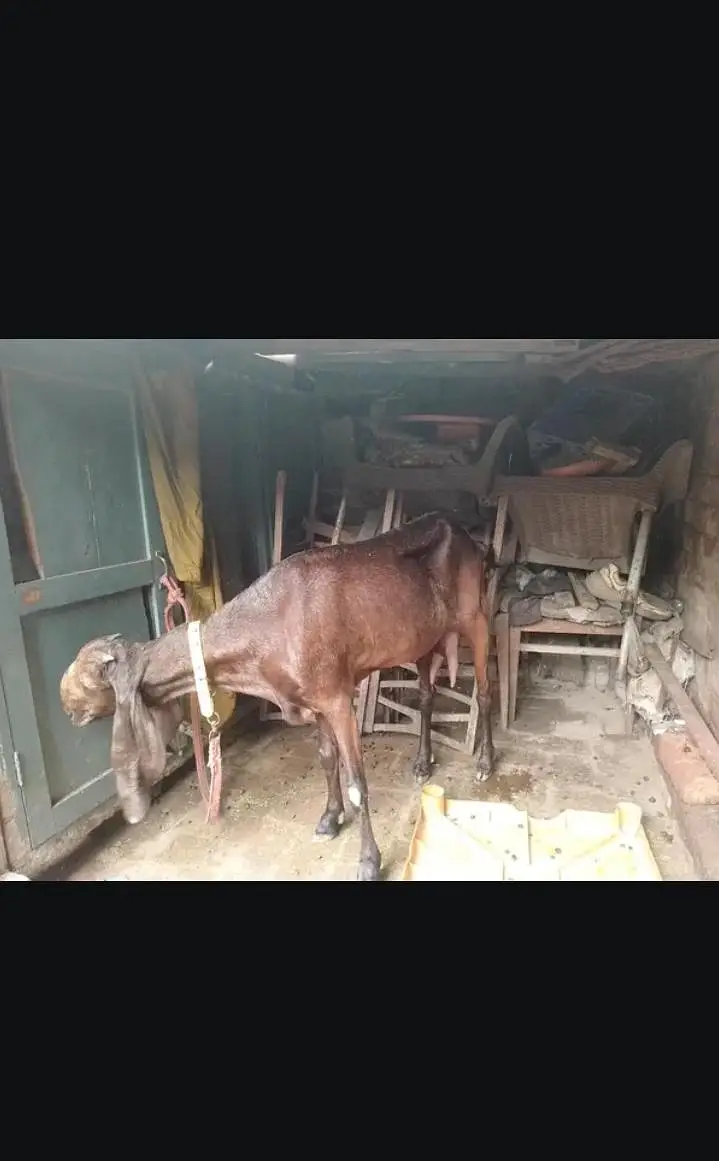 Nagri Bakri — photo 2