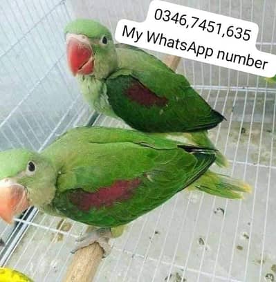 Kashmiri Raw Chick Male @Female