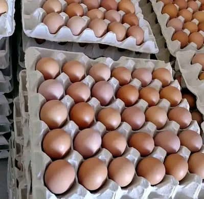Austrolope fertile eggs