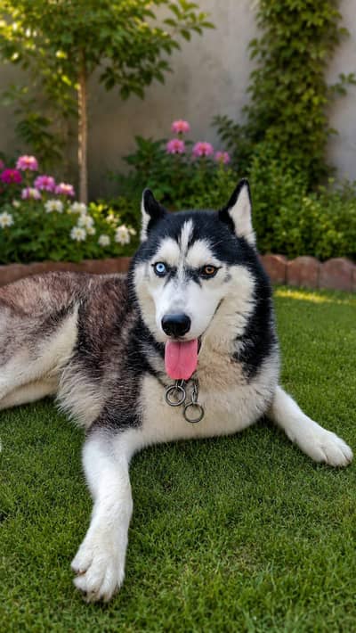 Siberian husky