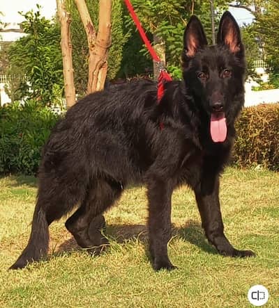 Black German shepherd top quality male 6 month age available