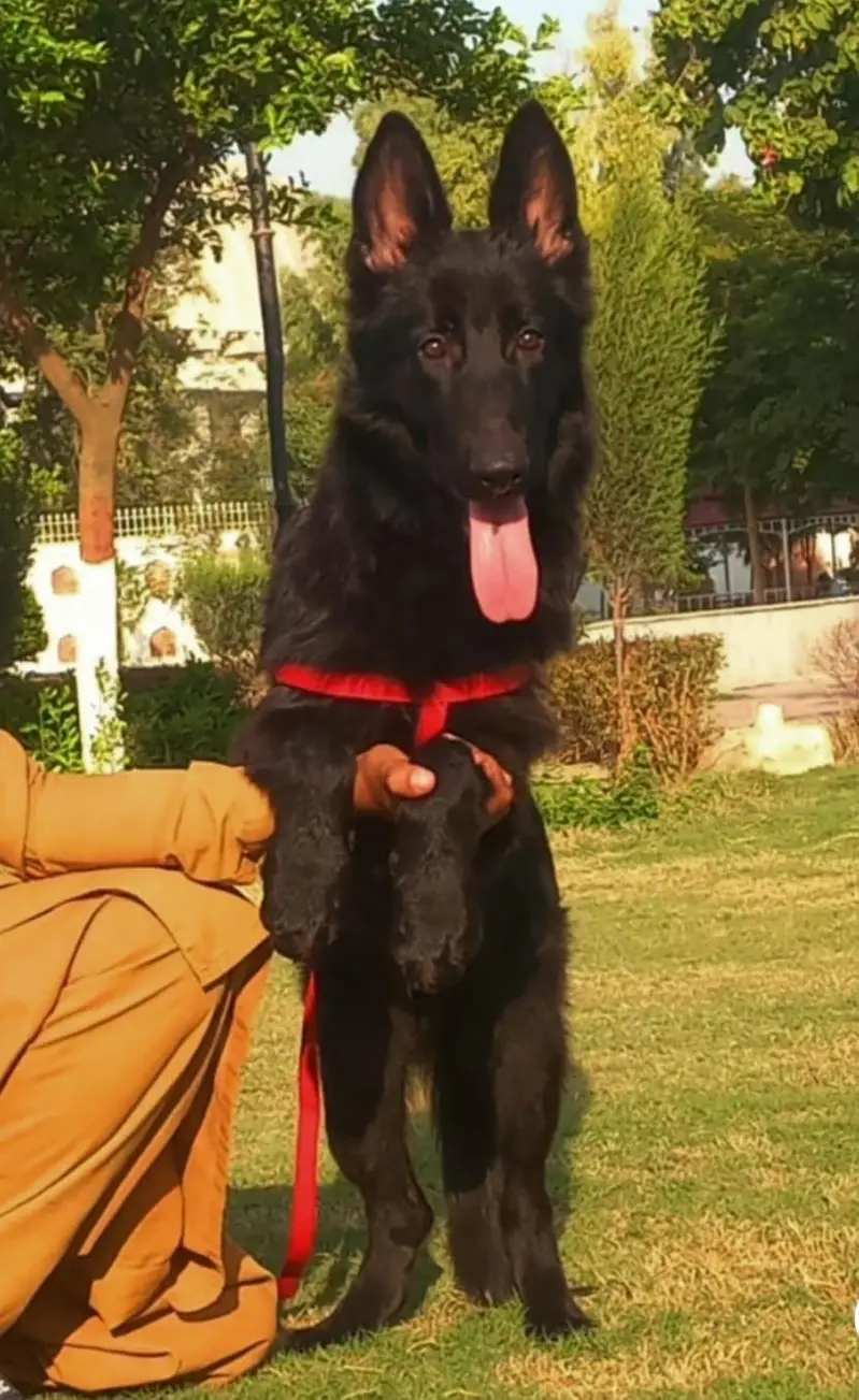 Black German shepherd top quality male 6 month age available — photo 2