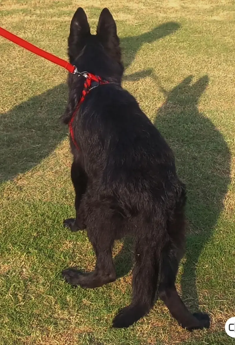 Black German shepherd top quality male 6 month age available — photo 3
