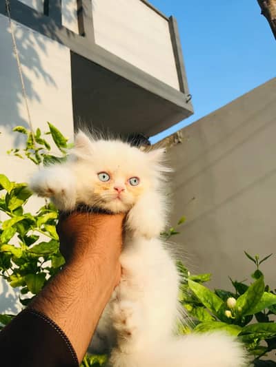 active heavy quality male kittens avail