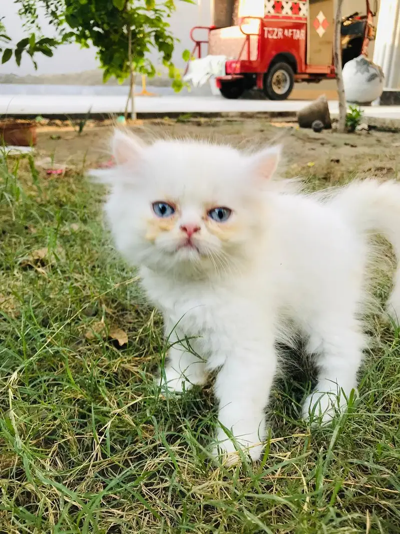 active heavy quality male kittens avail — photo 3