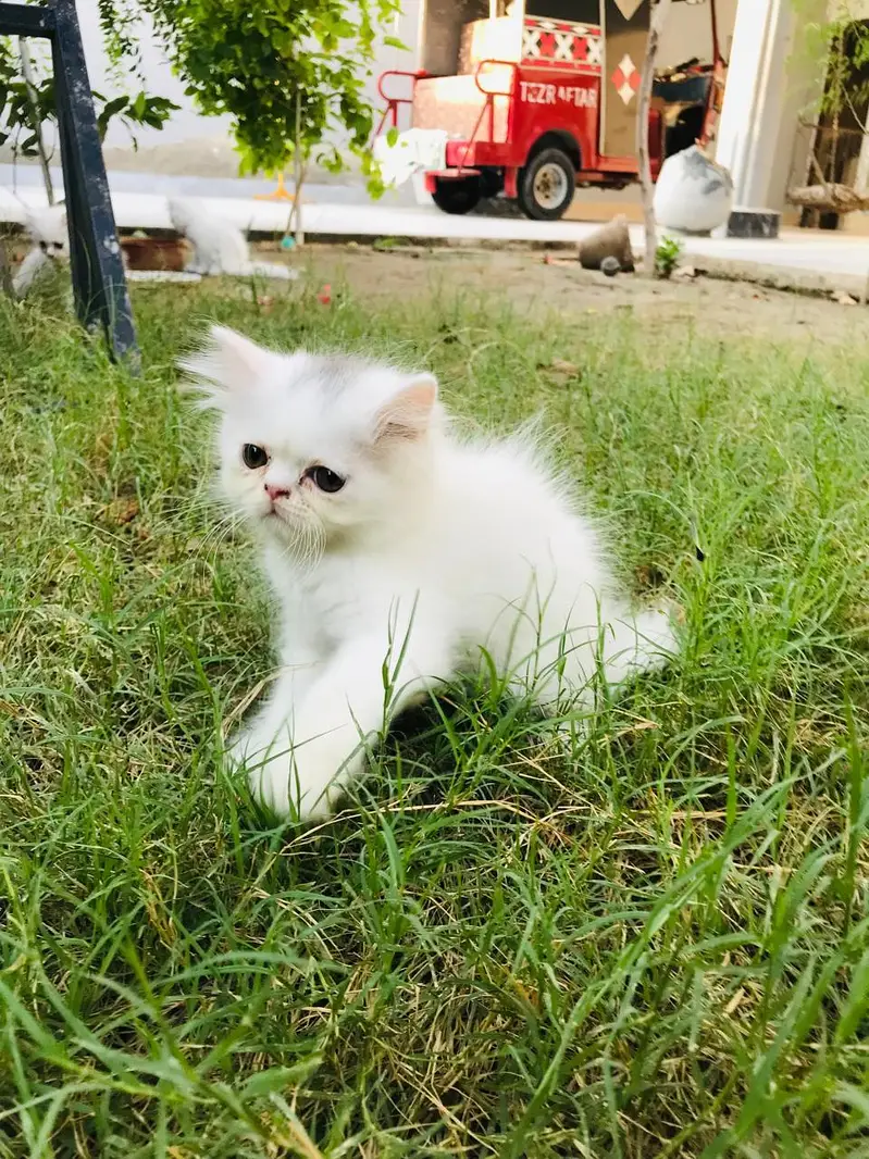 active heavy quality male kittens avail — photo 4