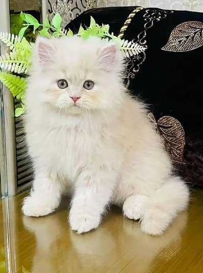 Persian female kitten for sale 03429704//074