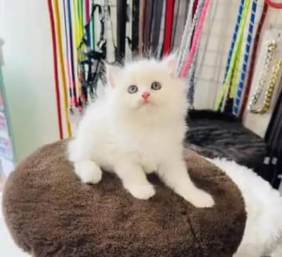 (Persian female kitten) (for sale all) (Pakistan delivery available)