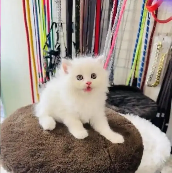 (Persian female kitten) (for sale all) (Pakistan delivery available) — photo 2