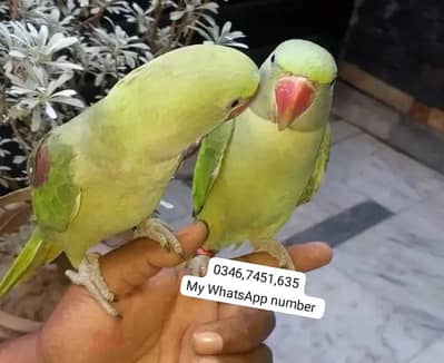 Kashmiri Raw Chick Male@ Female
