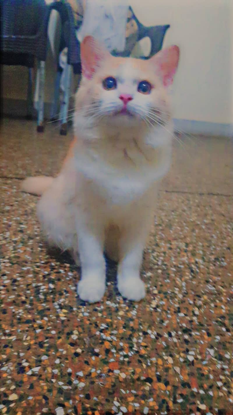 persion breed 0