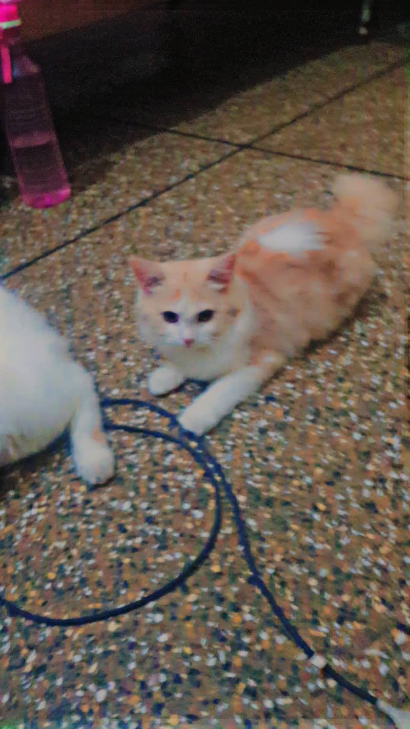 persion breed 1