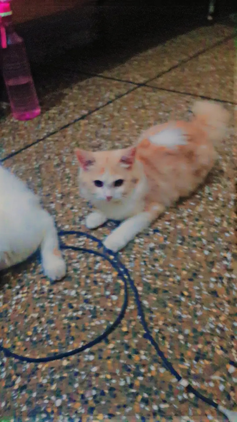 African breed — photo 2