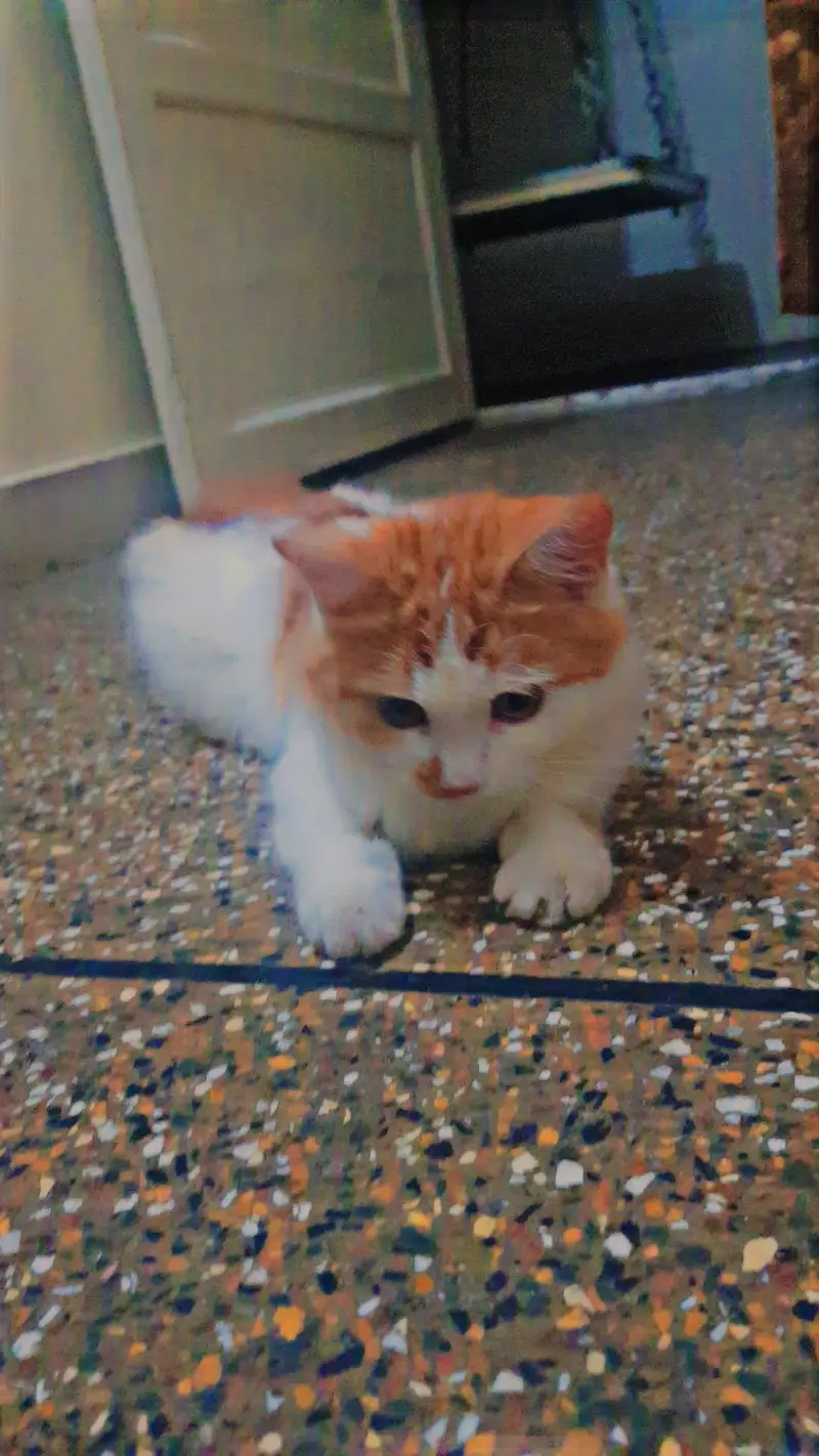 African breed — photo 3