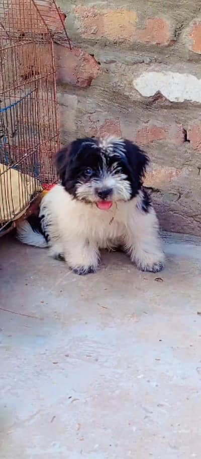 shih Tzu