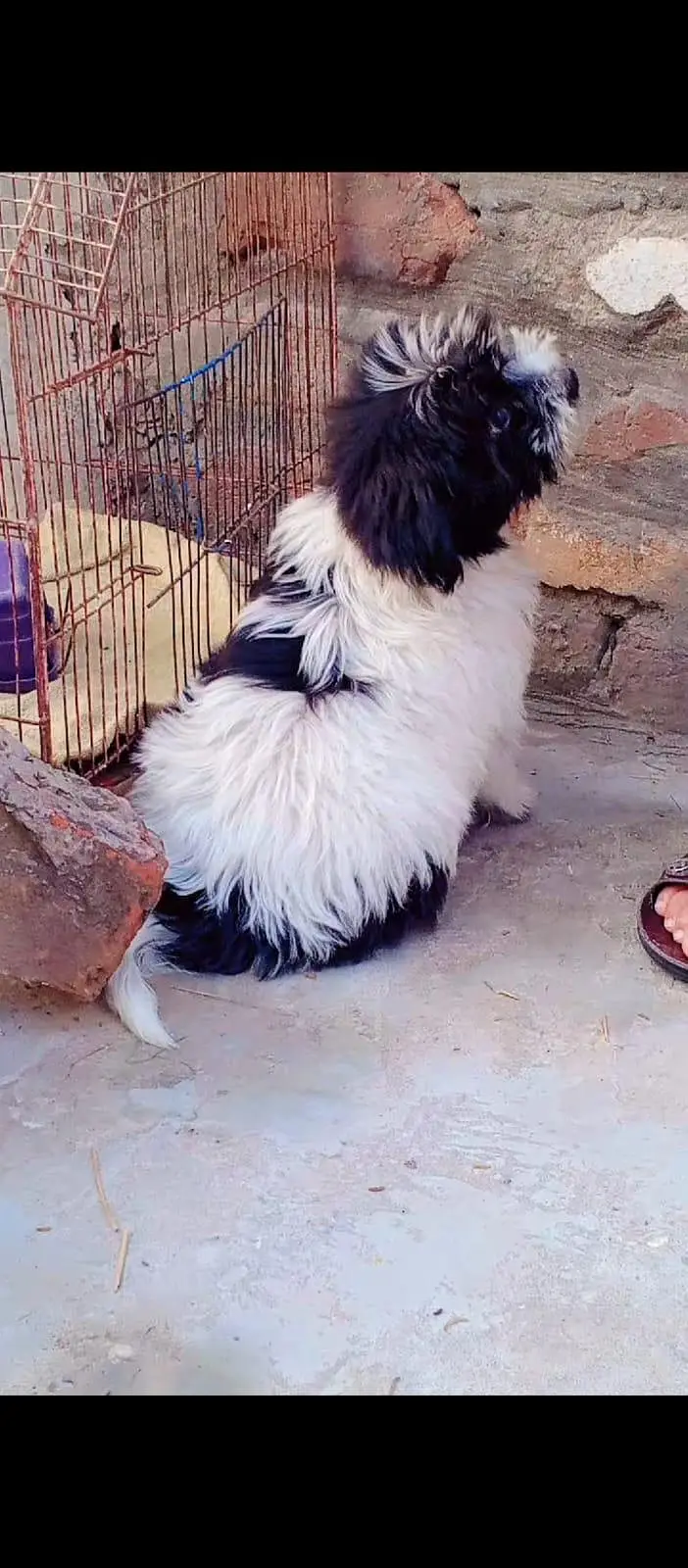 shih Tzu — photo 2