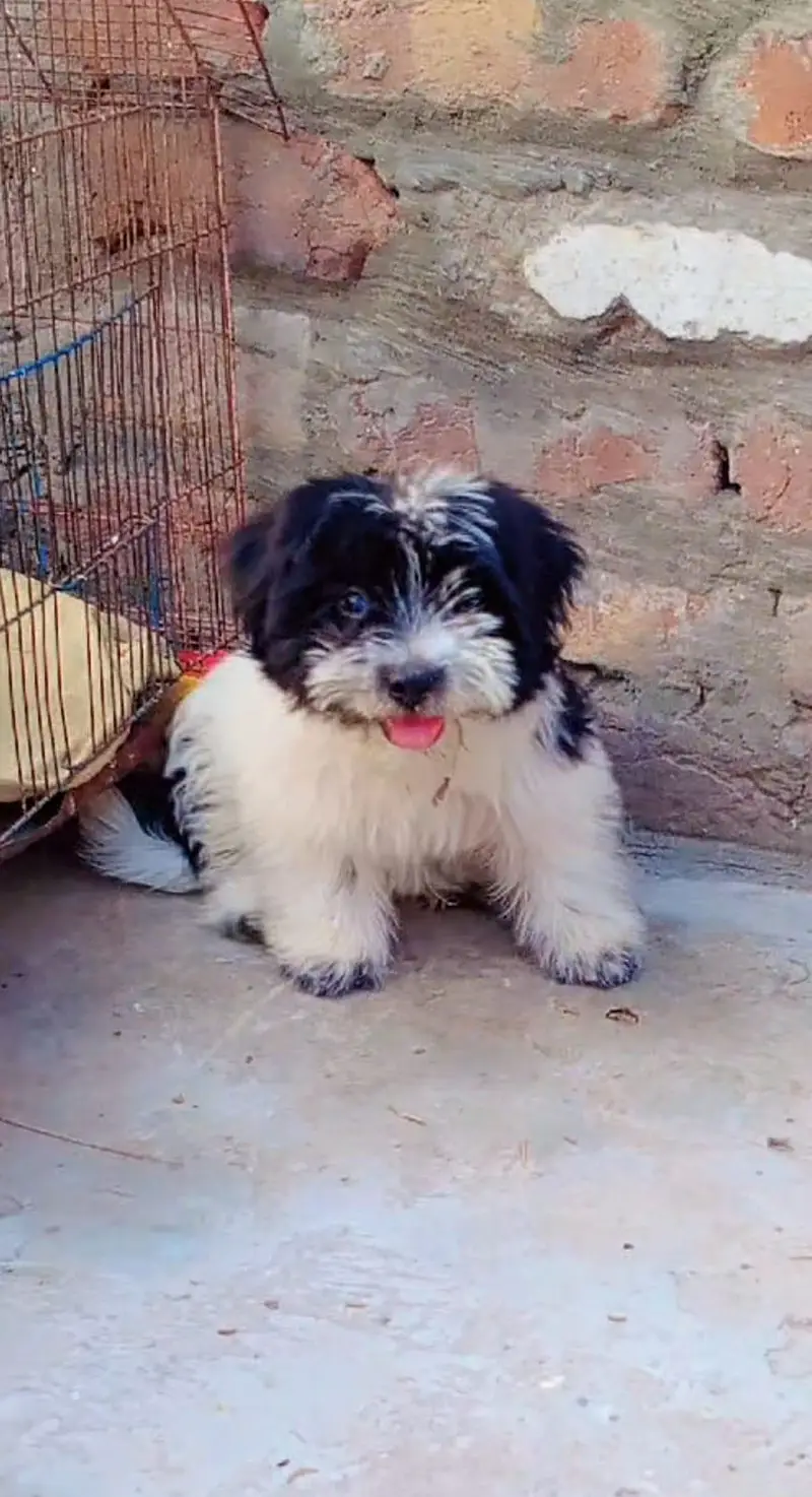 shih Tzu — photo 3