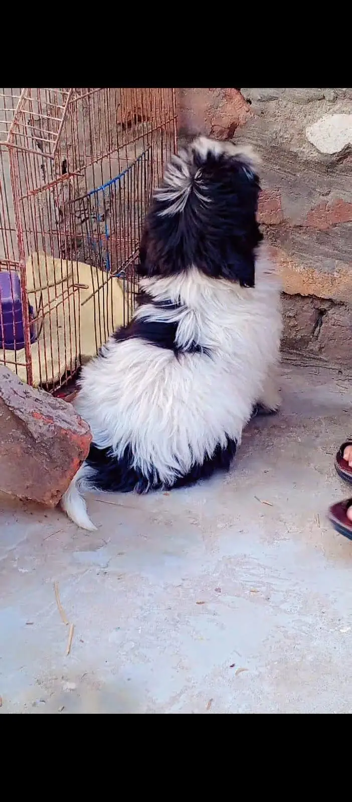 shih Tzu — photo 4