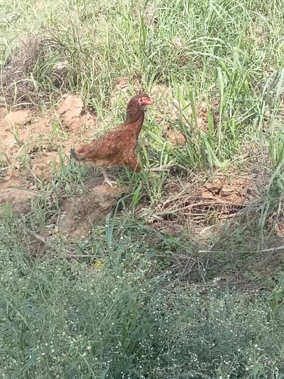 2aseel murge ya for sale full active