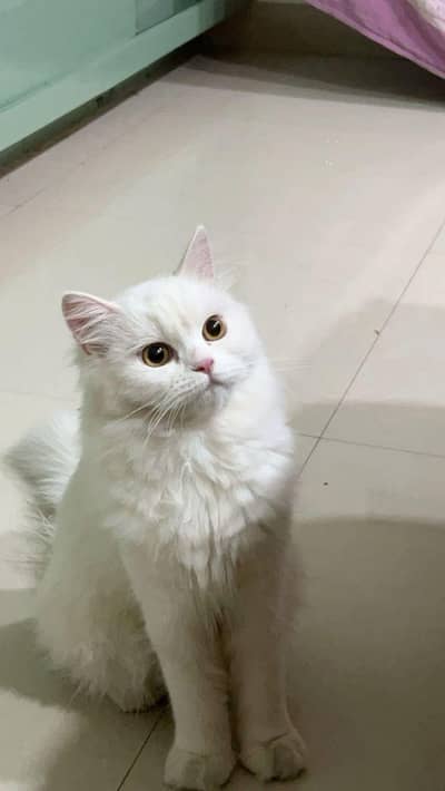 Persian Cat For Sale - Male