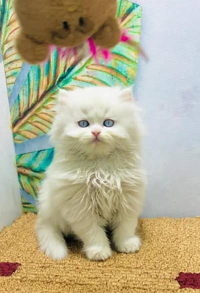 Persian female kitten for sale 03429704//074