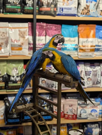All type of macaws , cocatto African gray only serious buyer contact