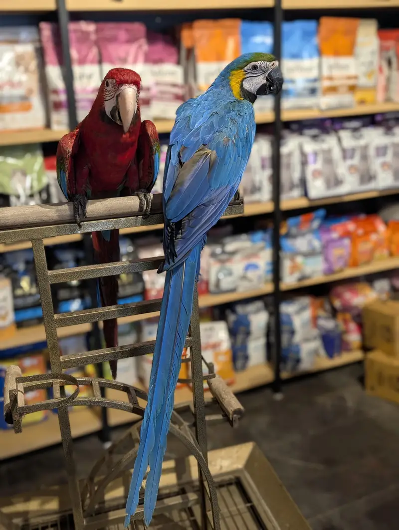 All type of macaws , cocatto African gray only serious buyer contact — photo 2