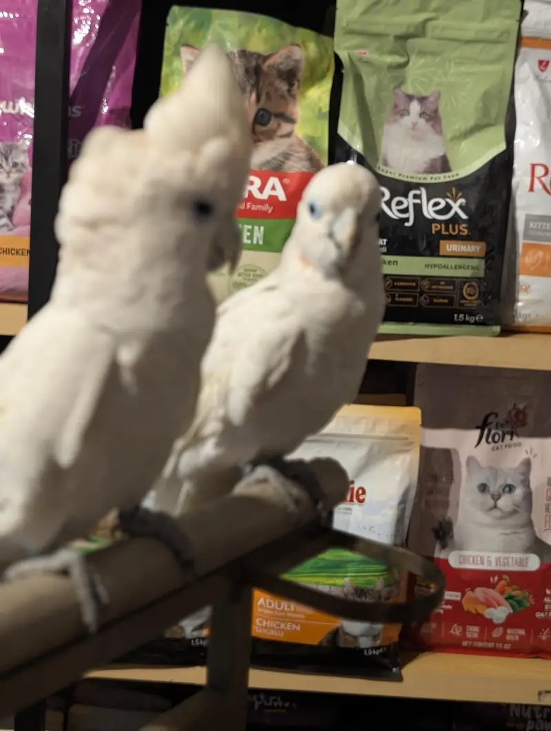 All type of macaws , cocatto African gray only serious buyer contact — photo 3