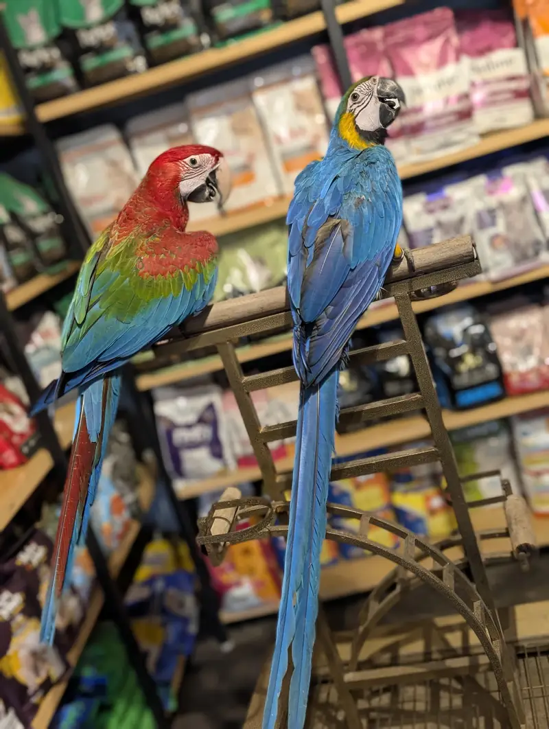All type of macaws , cocatto African gray only serious buyer contact — photo 4