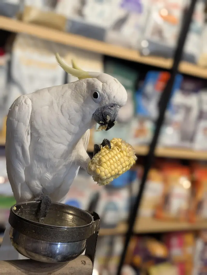 All type of macaws , cocatto African gray only serious buyer contact — photo 5