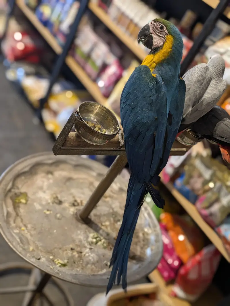 All type of macaws , cocatto African gray only serious buyer contact — photo 6