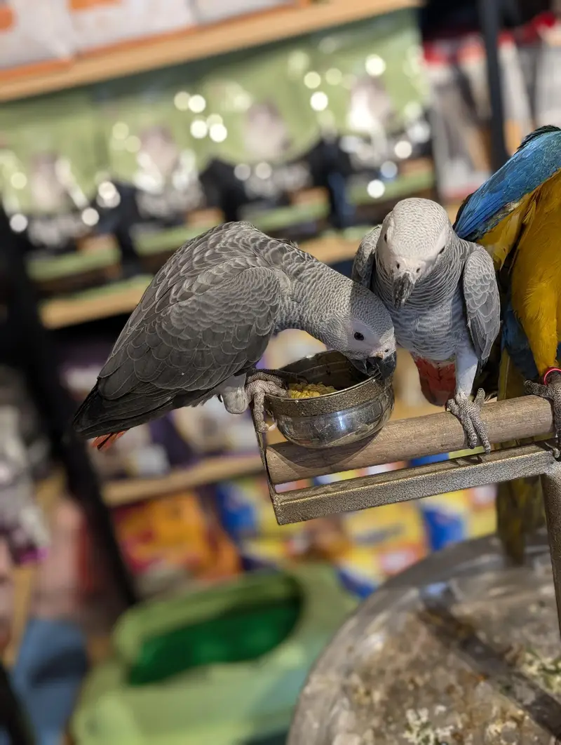 All type of macaws , cocatto African gray only serious buyer contact — photo 7